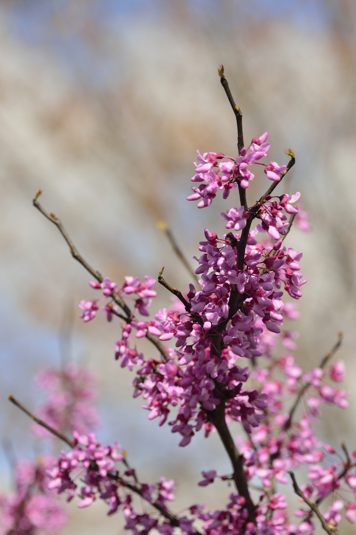 Red Bud | Shutterbug